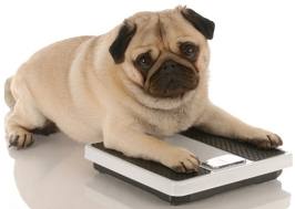 fat pug